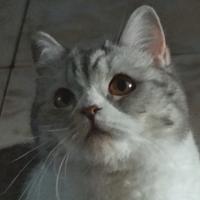 小满满和大咪头像