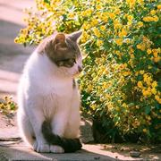 一只葛大爷的个人资料头像