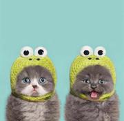 CaptainSpock的个人资料头像