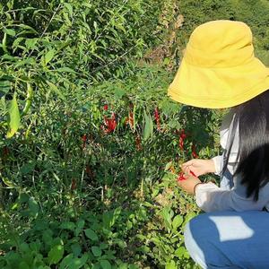 湘西山野薇薇头像