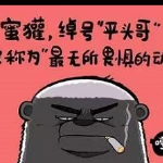 蜜獾互联网的个人资料头像