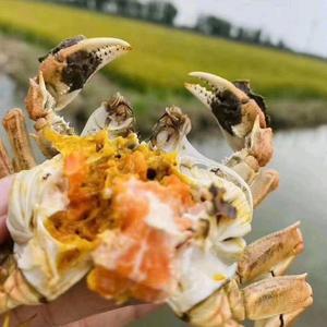 盘锦正宗稻田蟹头像