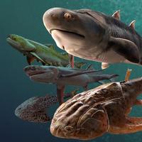 自由的明月qI头像