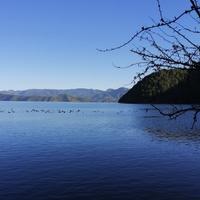 缤纷柳叶a5T头像