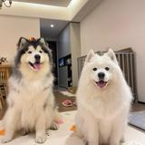 鱼白眉头像