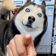 梦里风吹过的个人资料头像