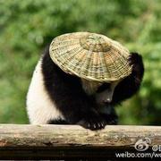 zygDemo的个人资料头像