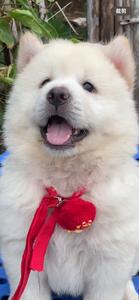 萌宠土松田园犬宠物店头像