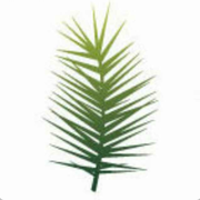 枚杉的个人资料头像