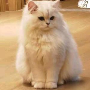 剧本杀大河马头像