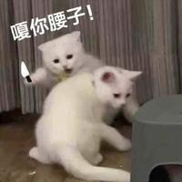 SuryaF头像