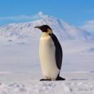 北极企鹅的个人资料头像