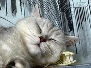 麻薯好吃的个人资料头像