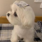 阿to求生记的个人资料头像