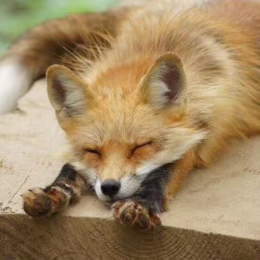 背个平底锅头像