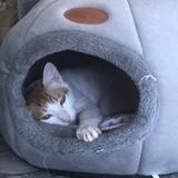 多才花猫qu头像
