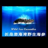 渤海湾野生刺参头像