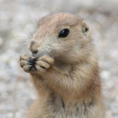 土拨鼠Marmot头像