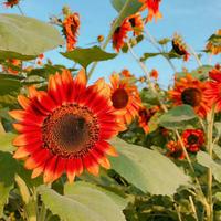 哒哒猫咪哟头像