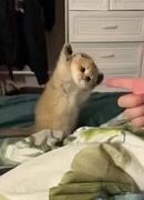 咕噜鸡睡大觉的个人资料头像