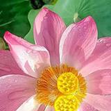 灿烂光束Ni头像