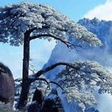 长青树0521头像