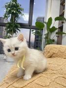 锅仔给我背锅的个人资料头像
