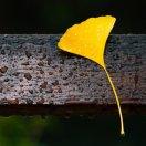 前端菜鸟养成记的个人资料头像