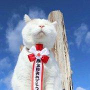 肖像的喵的个人资料头像