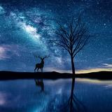 麦田与柏树629头像