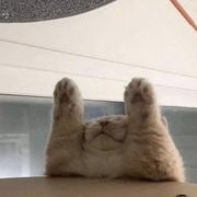 俺是神马的个人资料头像