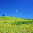 小草不想说话的个人资料头像