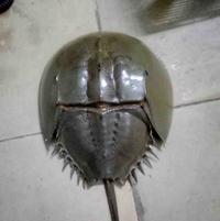 海鲜陆战队006头像