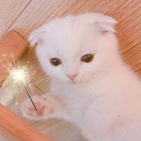 Long roc-『乞小孩』头像