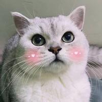 小程程呀493头像