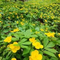 健康快车45860791头像