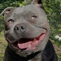 家里蹲的猪叫兽阿头像