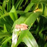 极速雪碧3Pf头像