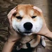 糖盐的个人资料头像