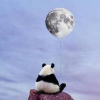 树上的树622头像