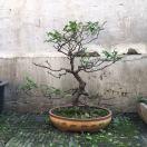 wenYin的个人资料头像