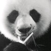 熊在找宝藏头像