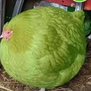 清闲的香瓜头像