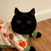 debounce的个人资料头像