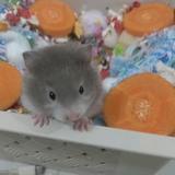 艾米熊熊（出🐻）头像