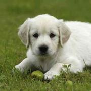 石家庄flutter的个人资料头像