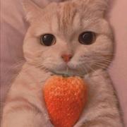 zzz778的个人资料头像