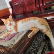 Z嘉祥的个人资料头像