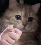 遍野的个人资料头像