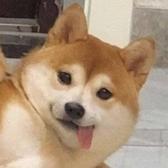 小酸橙子呀头像